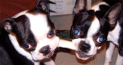 Elsa and Zoey sharing a rawhide