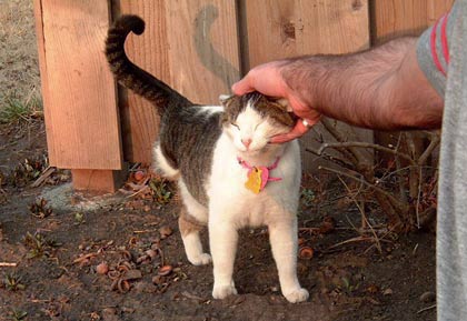 petting tripod