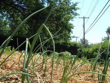 Through the onion jungle.