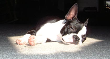 Puppy in the sun